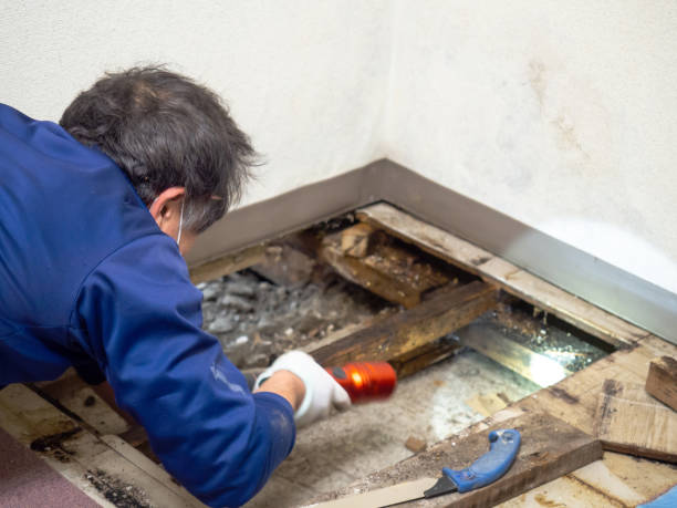 Best Kitchen Mold Remediation in Grant City, MO