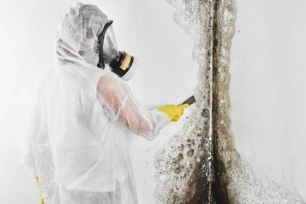 Best Attic Mold Remediation in Grant City, MO