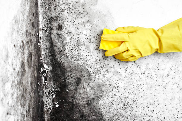 Best Post-Flood Mold Remediation in Grant City, MO