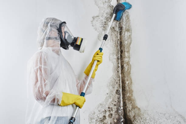 Best Mold Testing and Inspection Services in Grant City, MO