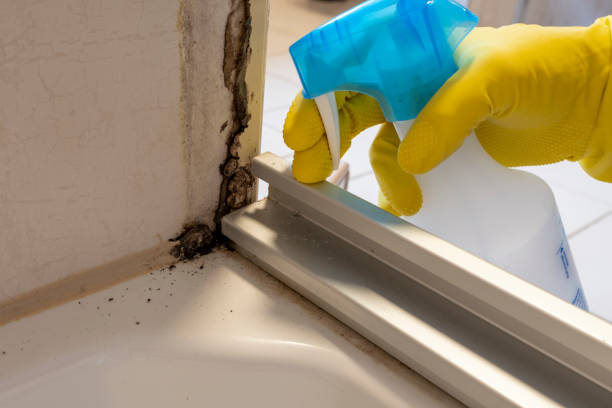 Best Crawl Space Mold Remediation in Grant City, MO