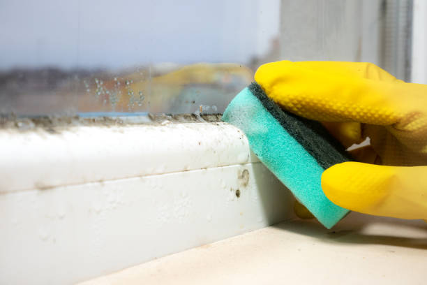 Professional Mold Remediation in Grant City, MO