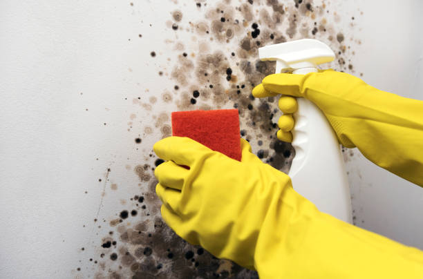 Best Residential Mold Remediation in Grant City, MO