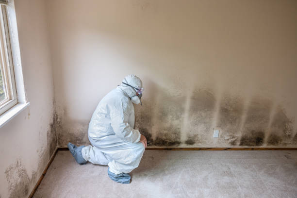 Professional Mold Remediation in Grant City, MO
