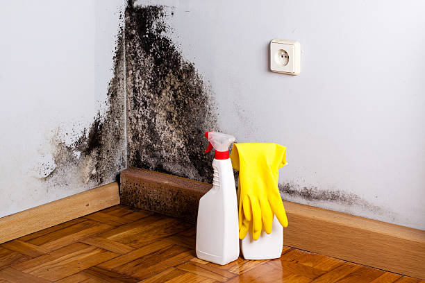 Best Emergency Mold Remediation in Grant City, MO