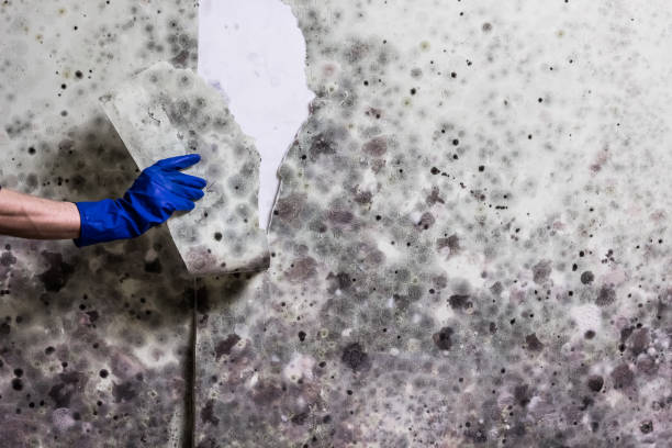 Best Basement Mold Remediation in Grant City, MO
