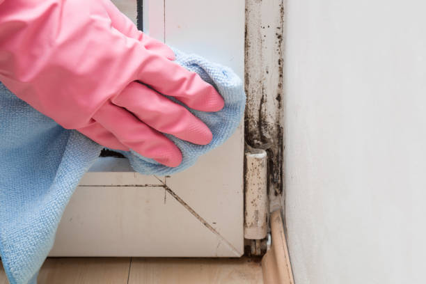 Best Residential Mold Remediation in Grant City, MO