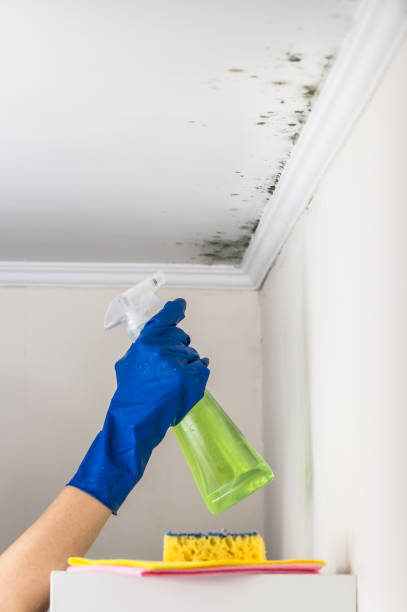 Best Mold Remediation for Schools in Grant City, MO
